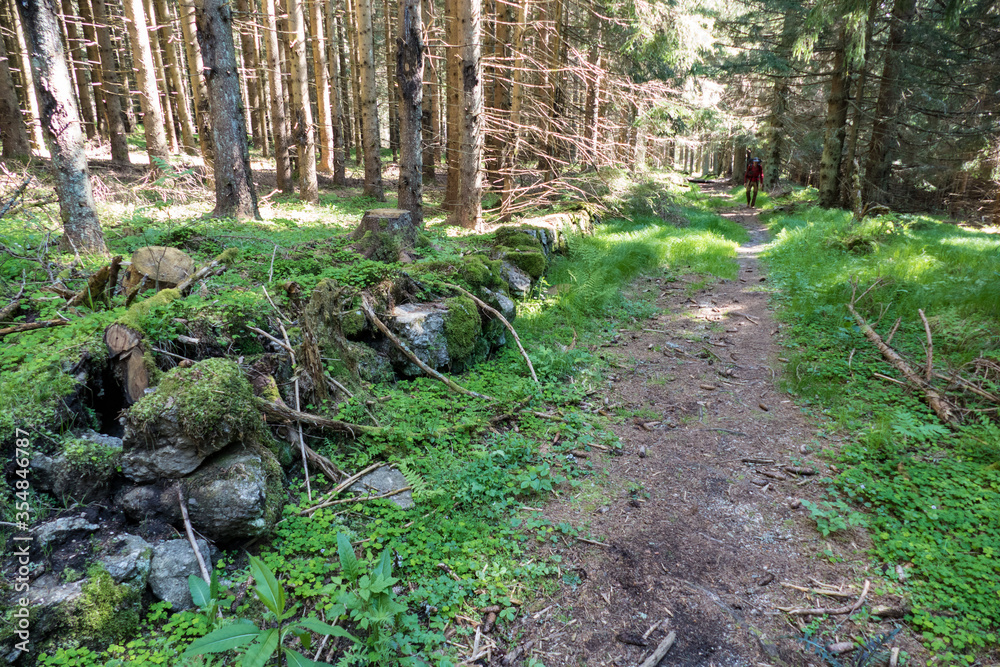 Obraz premium natural landscape in sumava national park i czechia