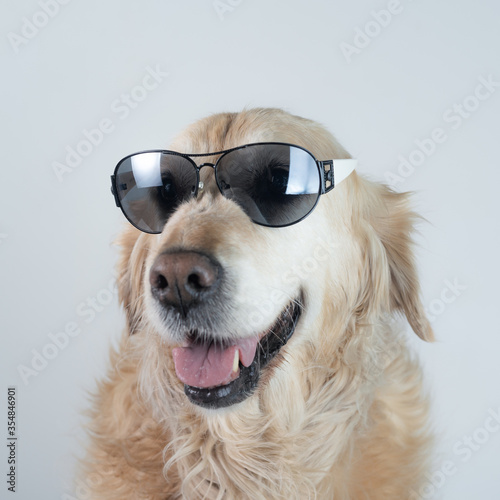 Retrato perro de raza Golden retriever  con gafas