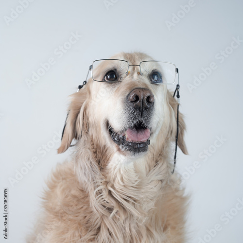 Retrato perro de raza Golden retriever  con gafas