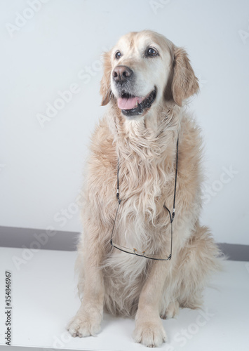 Retrato perro de raza Golden retriever  con gafas