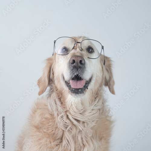 Retrato perro de raza Golden retriever  con gafas