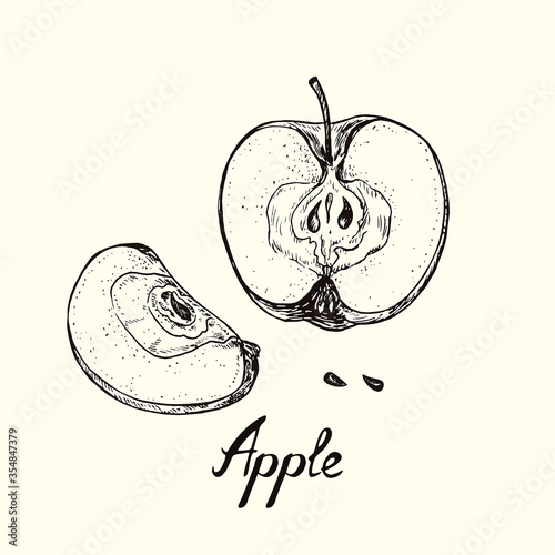 Apple cut half, slice and seeds, outline simple doodle drawing with inscription, gravure style