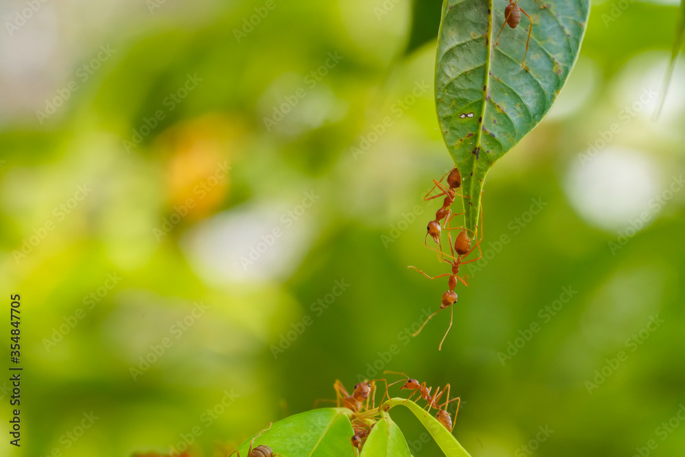 Ant action standing.Ant bridge unity team,Concept team work together Ant action standing.Ant bridge unity team,Concept team work together