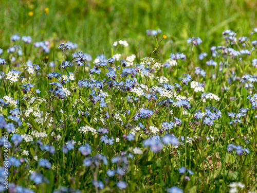spring meadow with beautiful flowers in the garden during spring  Forget not me  flowers