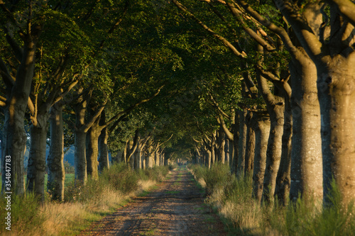Fototapeta Naklejka Na Ścianę i Meble -  Sunset. Beechtrees.  Maatschappij van Weldadigheid Frederiksoord. Drenthe. Netherlands. 