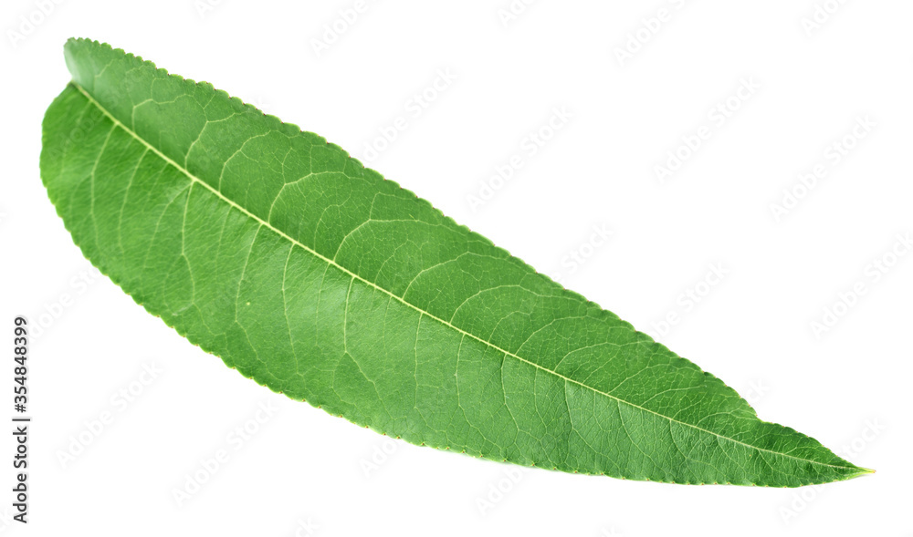 Obraz premium fresh peach leaf isolated on white background