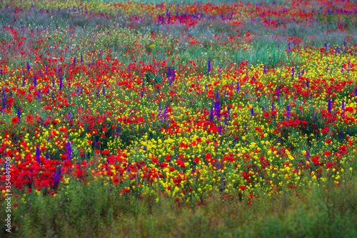 Colorful motley field of blooming poppies, rapeseed and delphinium on a sunny spring day. Blooming steppe, floral background
