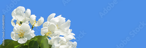 Apple tree floral. Bright summer background. Spring white fruit flower. Spring texture. Creative trend composition. Springtime elements. Blue sky. Horizontal template banner. Copyspace. Place for text