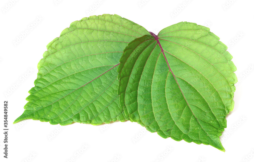 Fototapeta premium fresh perilla leaves isolated on white background