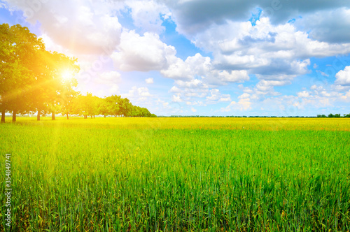 Green field, sun and blue sky.