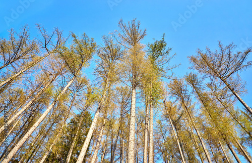 Tree tops and blue sky as a background. Copy space.