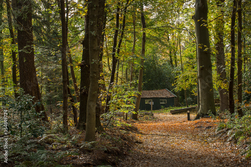 Forest. Sterrebosch. Frederiksoord Drenthe Netherlands. Maatschappij van Weldadigheid