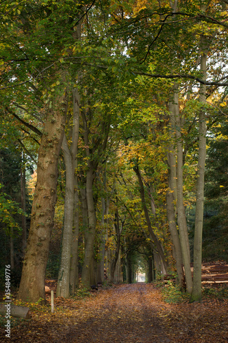 Forest. Sterrebosch.  Frederiksoord Drenthe Netherlands. Maatschappij van Weldadigheid © A