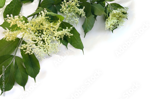 Canvas Print Bloom and leaves elderflower (Sambucus nigra) on white background