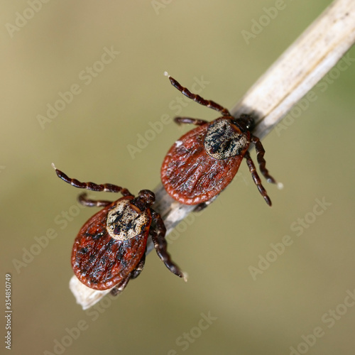 Two mites sitting on a blade of a dry grass in nature macro photo