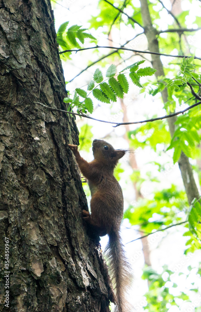 Fototapeta premium Red squirrel on a tree close-up