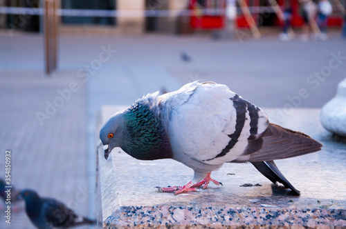 Pigeon in an urban city