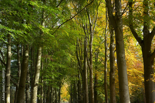 Fall. Autumn. Forest. Maatschappij van Weldadigheid Frederiksoord. Drenthe. Netherlands. Lane structure. © A