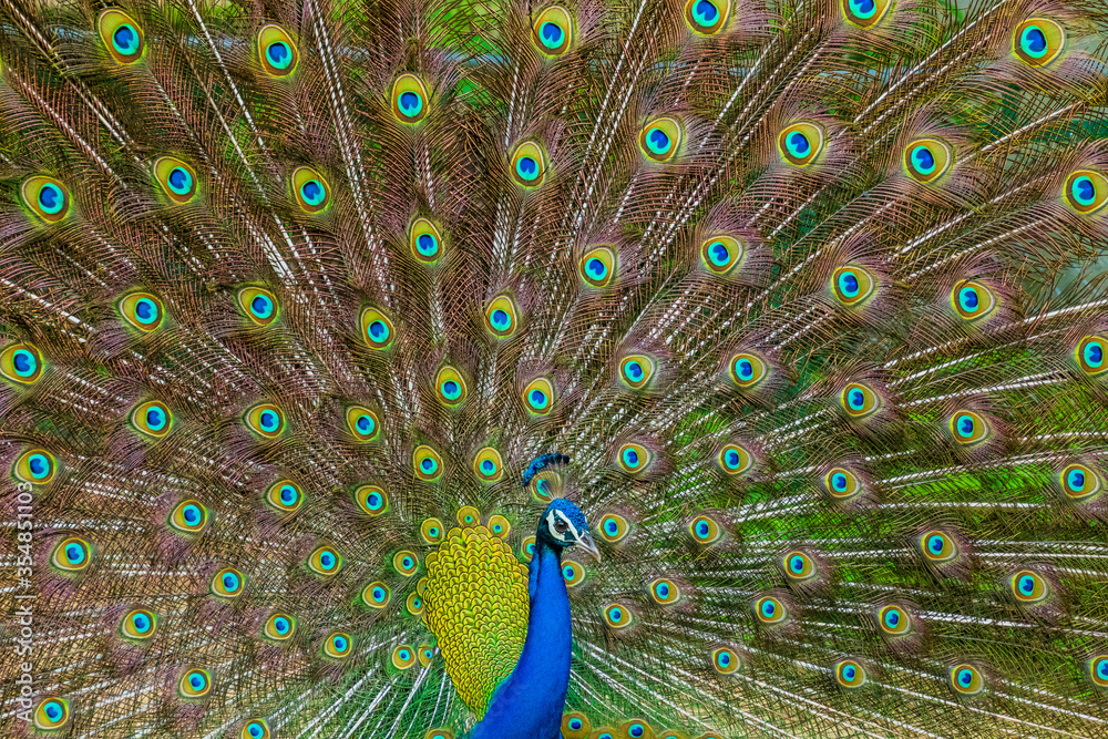 Obraz premium An Indian male peacock dancing 