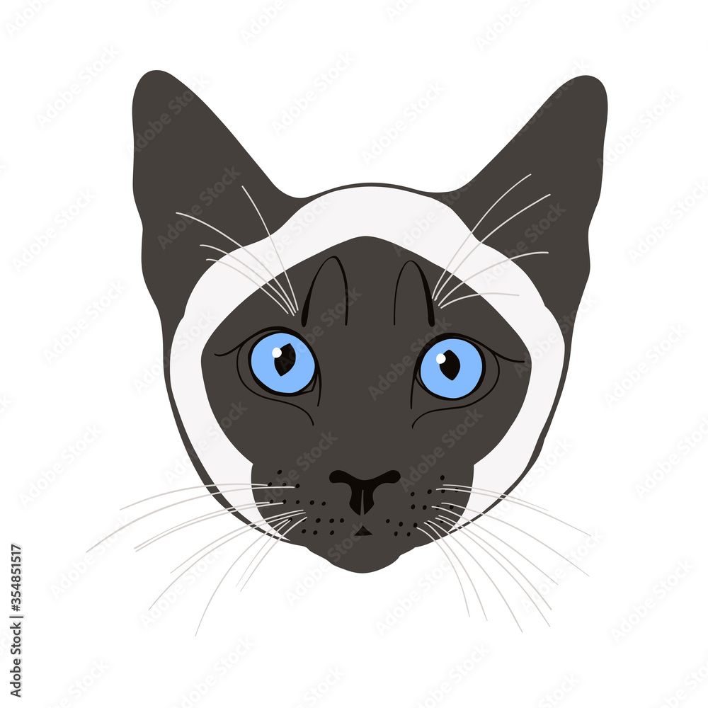 Siamese cat, cat face. Hand-drawn vector illustration on white.