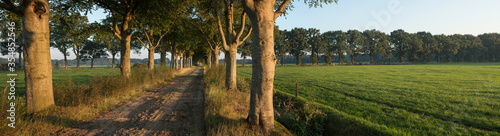 Sunset. Beechtrees.  Maatschappij van Weldadigheid Frederiksoord. Drenthe. Netherlands. Lane structure. photo