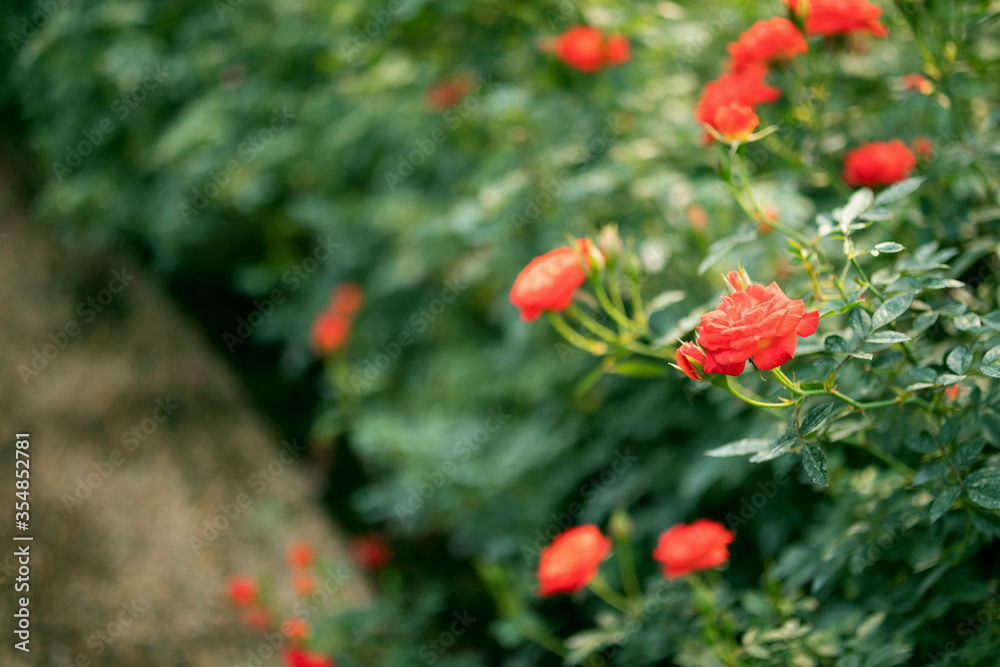 Beautiful colorful roses flower in the garden