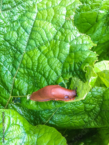 Nacktschnecke auf Salatblatt