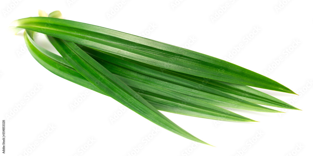 fresh pandan leaves isolated on white background fresh pandan leaves isolated on white background