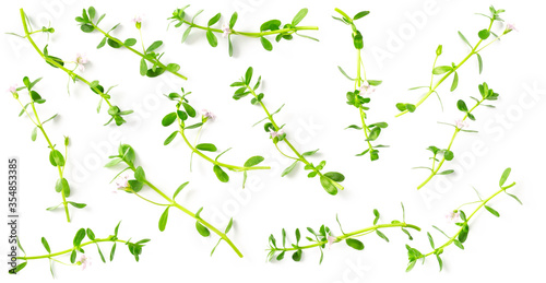 fresh brahmi twigs with flowers isolated on white background, top view