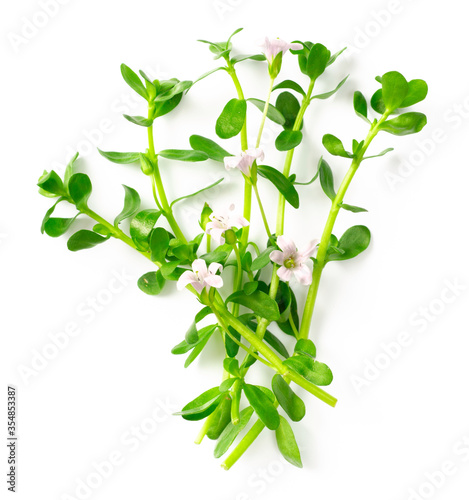 fresh brahmi twigs with flowers isolated on white background, top view photo