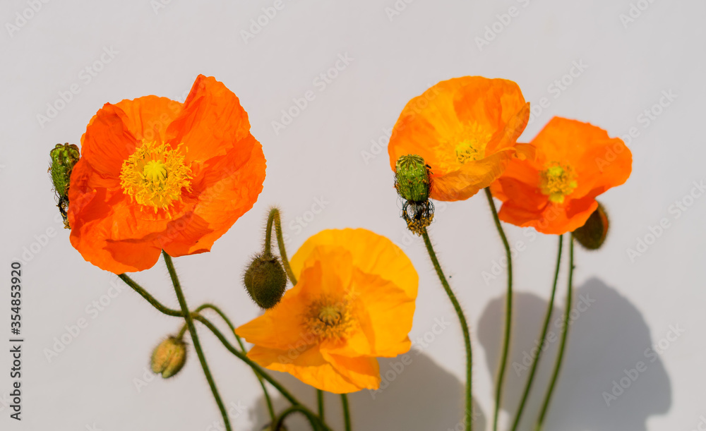 Obraz premium Bunte Mohnblumen in gelb und orange vor einem weißen Hintergrund
