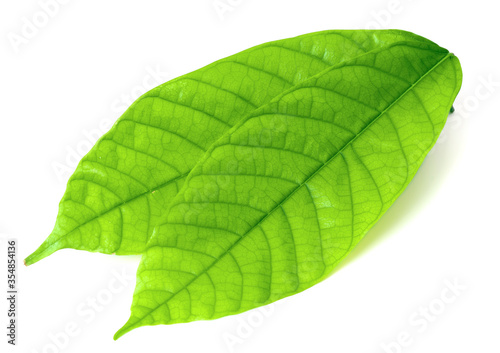 fresh cocoa leaves isolated on white background