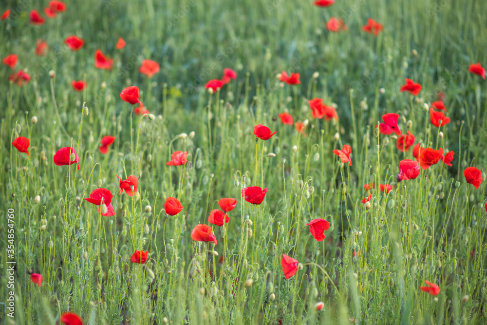 red poppy in a field. red poppy flowers
