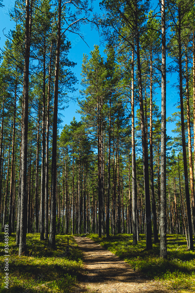 Fototapeta premium Pine forest in Karelia in summer