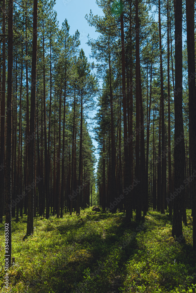 Fototapeta premium Pine forest in Karelia in summer