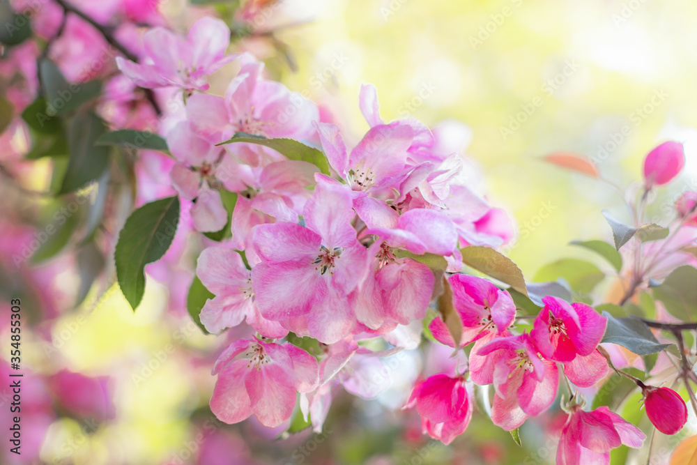 spring background, branch of a blossoming fruit tree, pink bunches of flowers, spring time