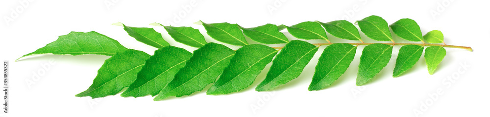 fresh curry leaves (Murraya koenigii) isolated on white background fresh curry leaves (Murraya koenigii) isolated on white background