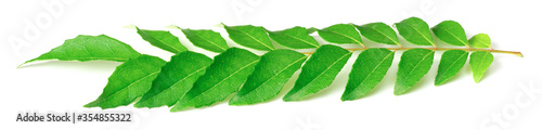 fresh curry leaves (Murraya koenigii) isolated on white background