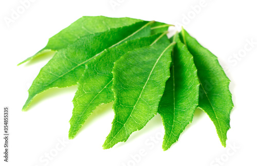 fresh curry leaves  Murraya koenigii  isolated on white background