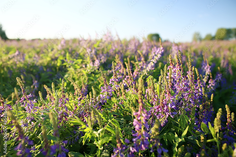 Obraz premium landscape wildflowers / large field and sky landscape in the village, purple flowers wildlife