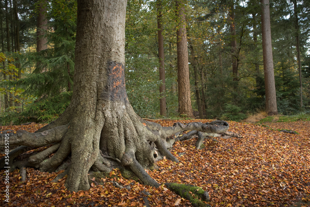 Forest. Fall. Autums. Sterrebosch. Frederiksoord Drenthe Netherlands. Maatschappij van Weldadigheid