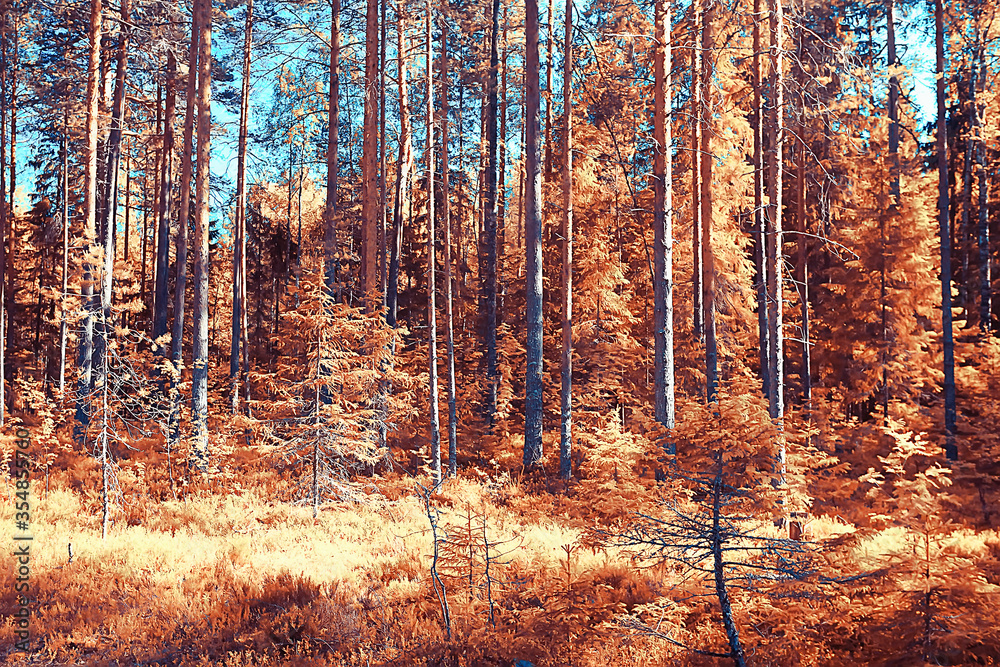Obraz premium landscape in the autumn park / concept nature seasonal landscape season, autumn, forest, trees Indian summer