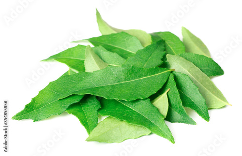 fresh curry leaves (Murraya koenigii) isolated on white background photo