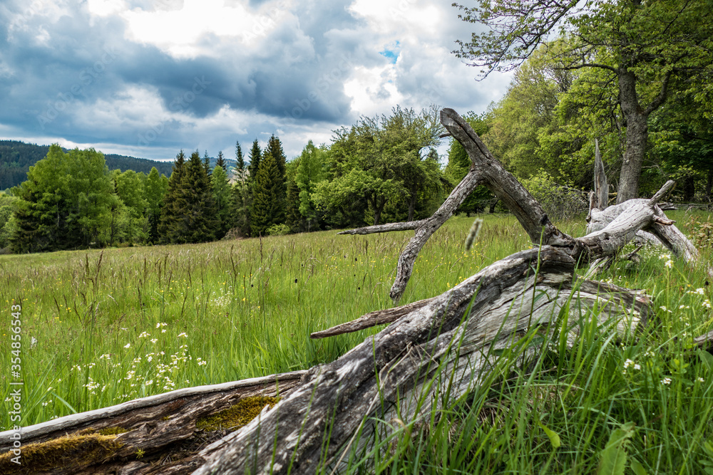 Fototapeta premium green meadow in sumava natural park in czechia