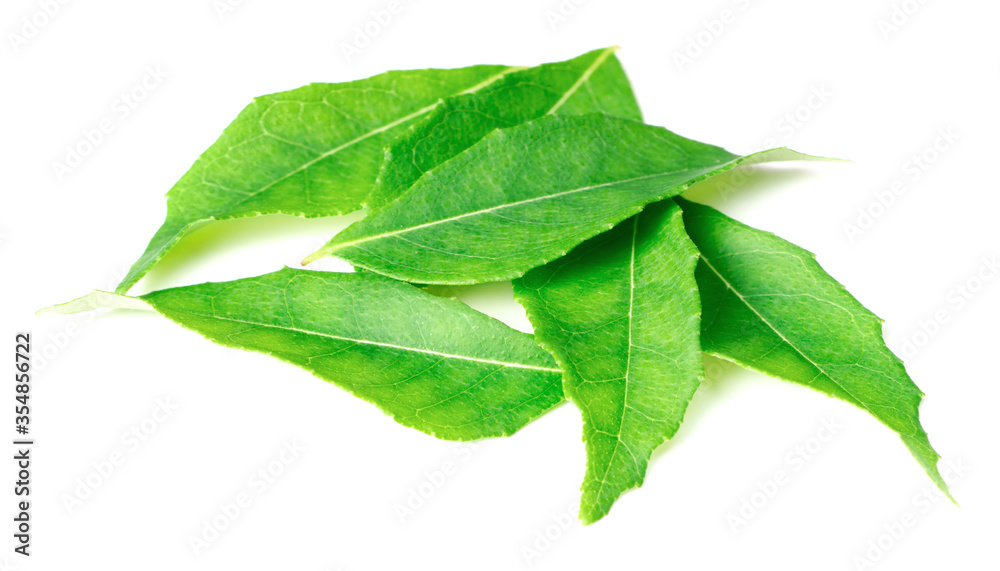 Fototapeta premium fresh curry leaves (Murraya koenigii) isolated on white background