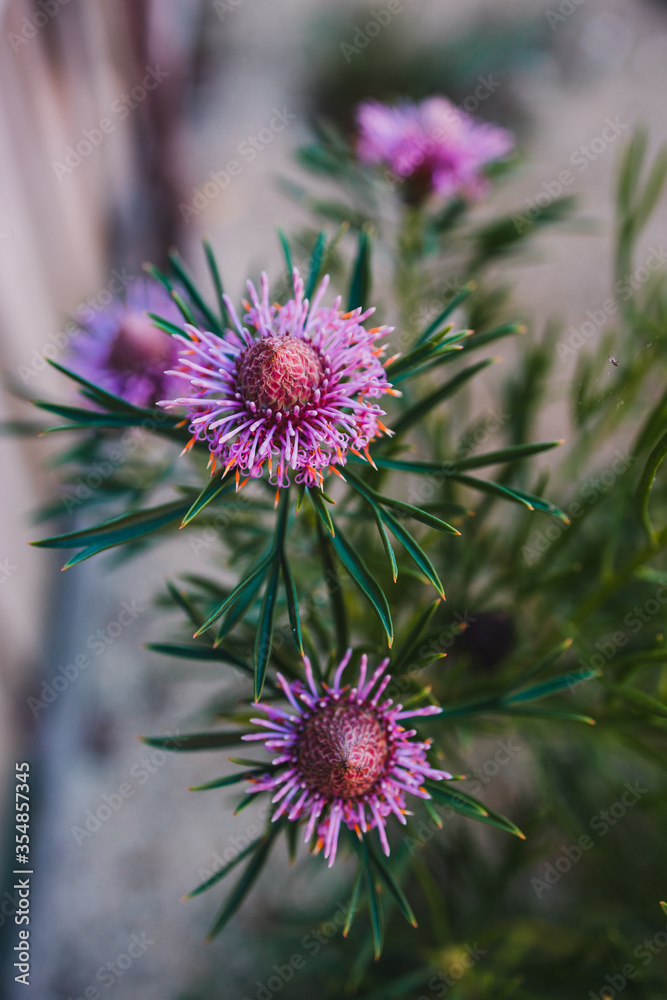 Fototapeta premium native Australian isopogon candy cone plant with pink flowers outdoor in sunny backyard