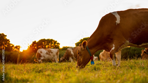 Fototapeta Naklejka Na Ścianę i Meble -  Cows in the field durring sunset in Guernsey