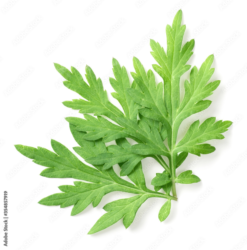 Obraz premium fresh mugwort leaves isolated on white background, top view