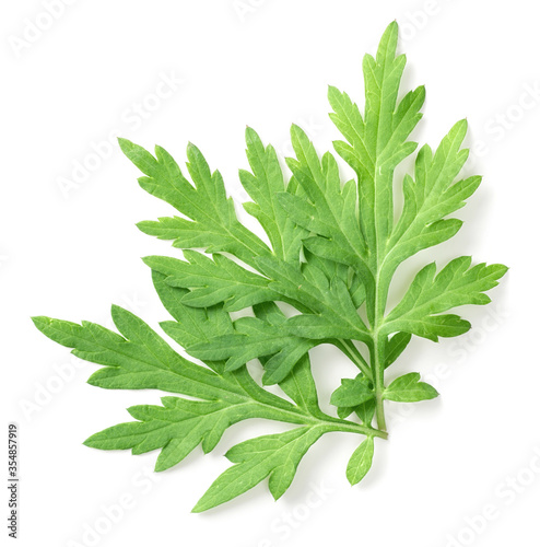 fresh mugwort leaves isolated on white background, top view