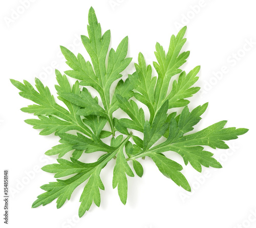 fresh mugwort leaves isolated on white background, top view